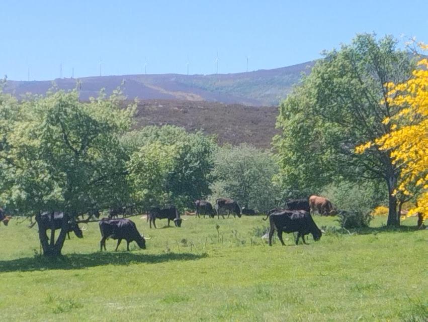 O Recuncho Da Isa - Ribeira Sacra Villa Pereiro de Aguiar Kültér fotó